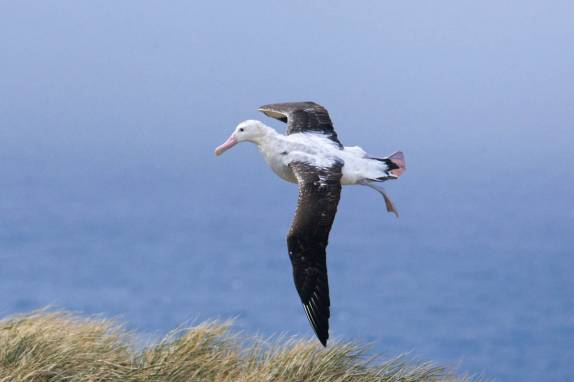 Um Wandering Albatross tenta aperfeiçoar sua técnica de voo em Prion Island, na Geórgia do Sul (foto de JP Salakari)